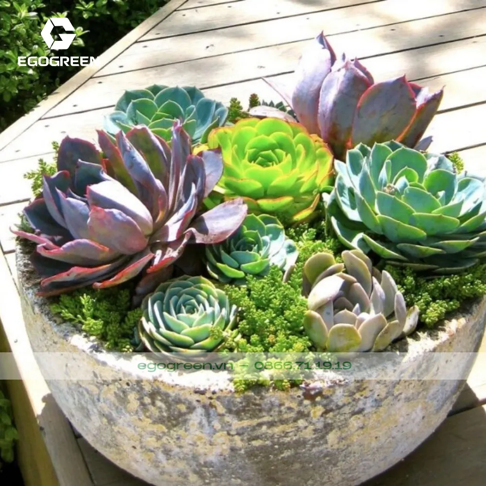 Cây sen đá hợp mệnh Thổ